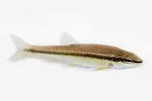 Baitfish