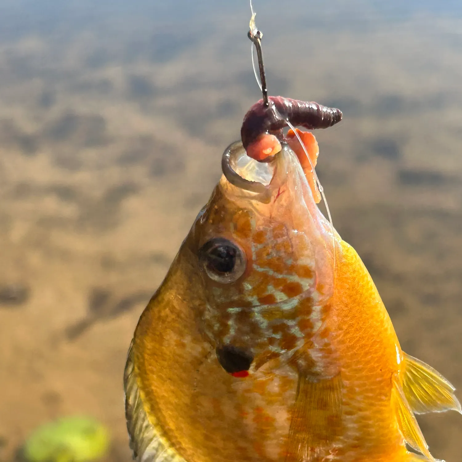 Greengill hybrid caught on Fishbrain