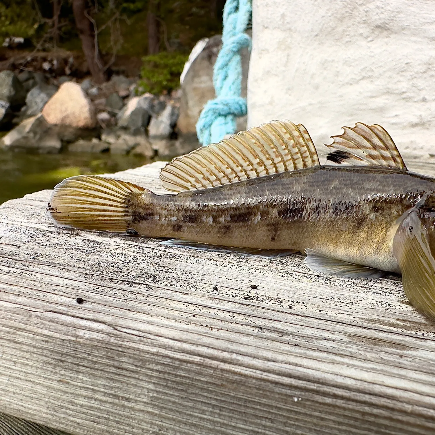 Round goby caught on Fishbrain