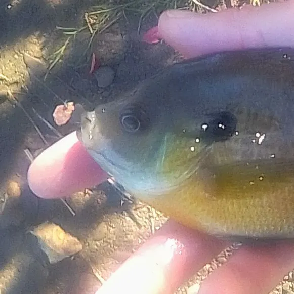 Bluegill caught on Fishbrain