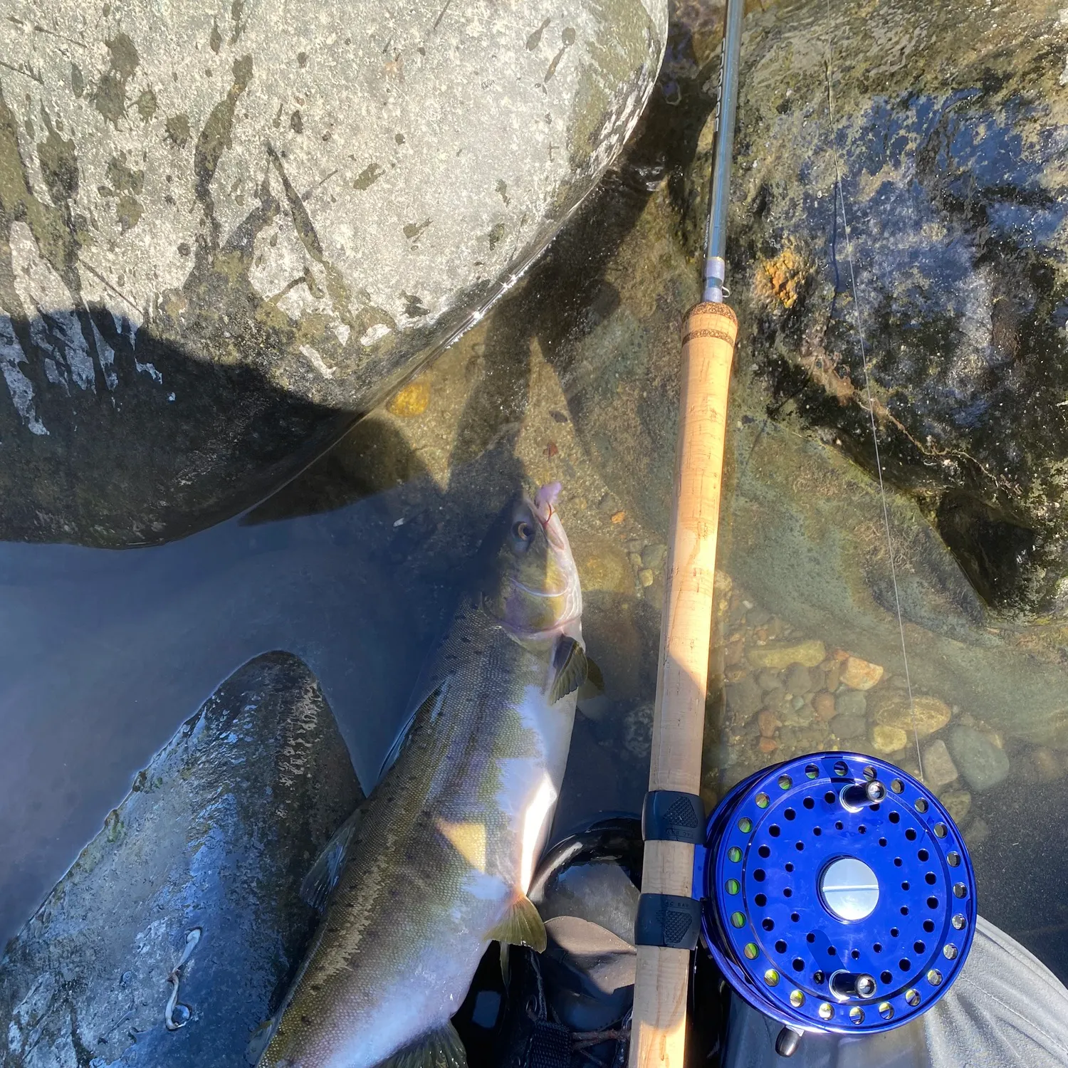 Pink salmon caught on Fishbrain
