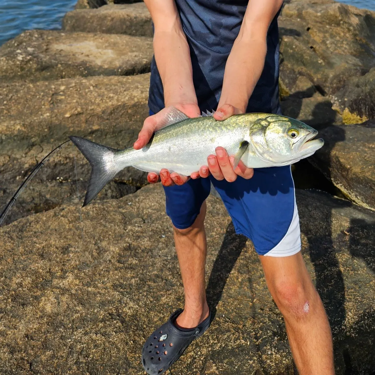 The most recent Cownose Ray catches on Fishbrain