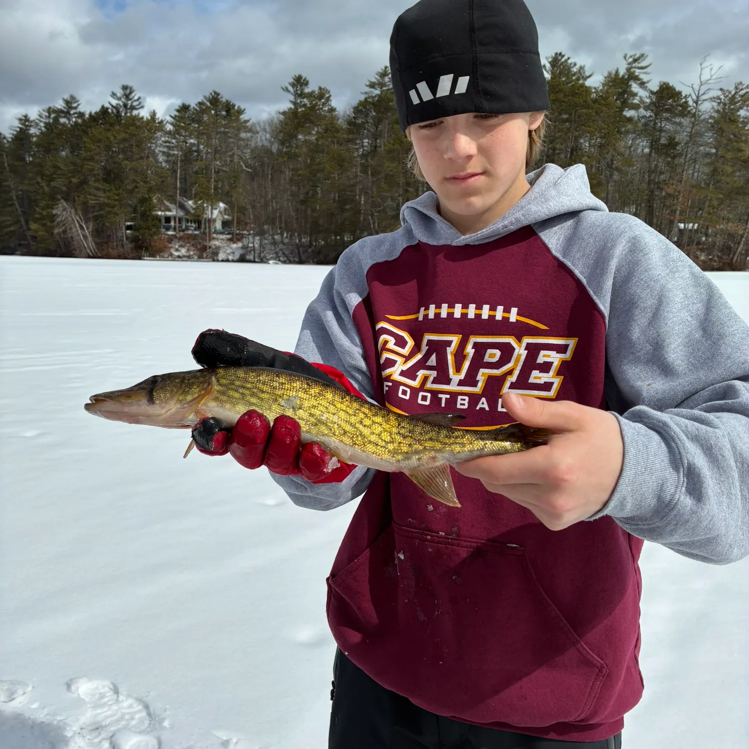 The most recent Chain pickerel catches on Fishbrain