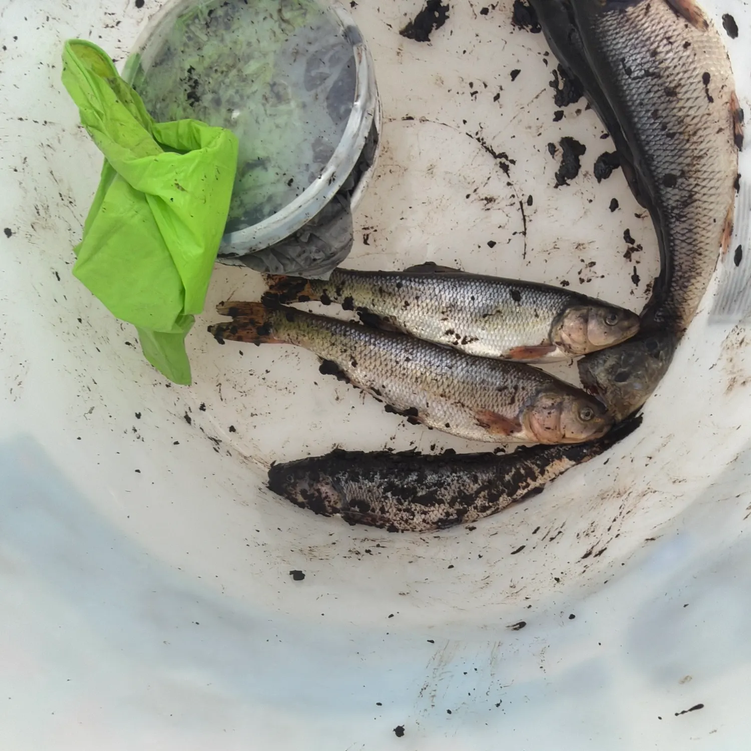 Lake whitefish caught on Fishbrain