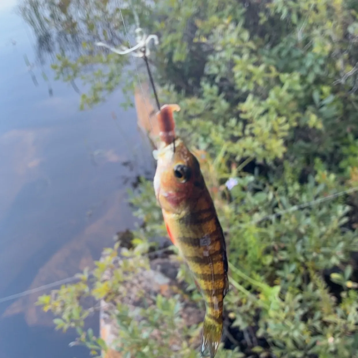 Yellow perch caught on Fishbrain
