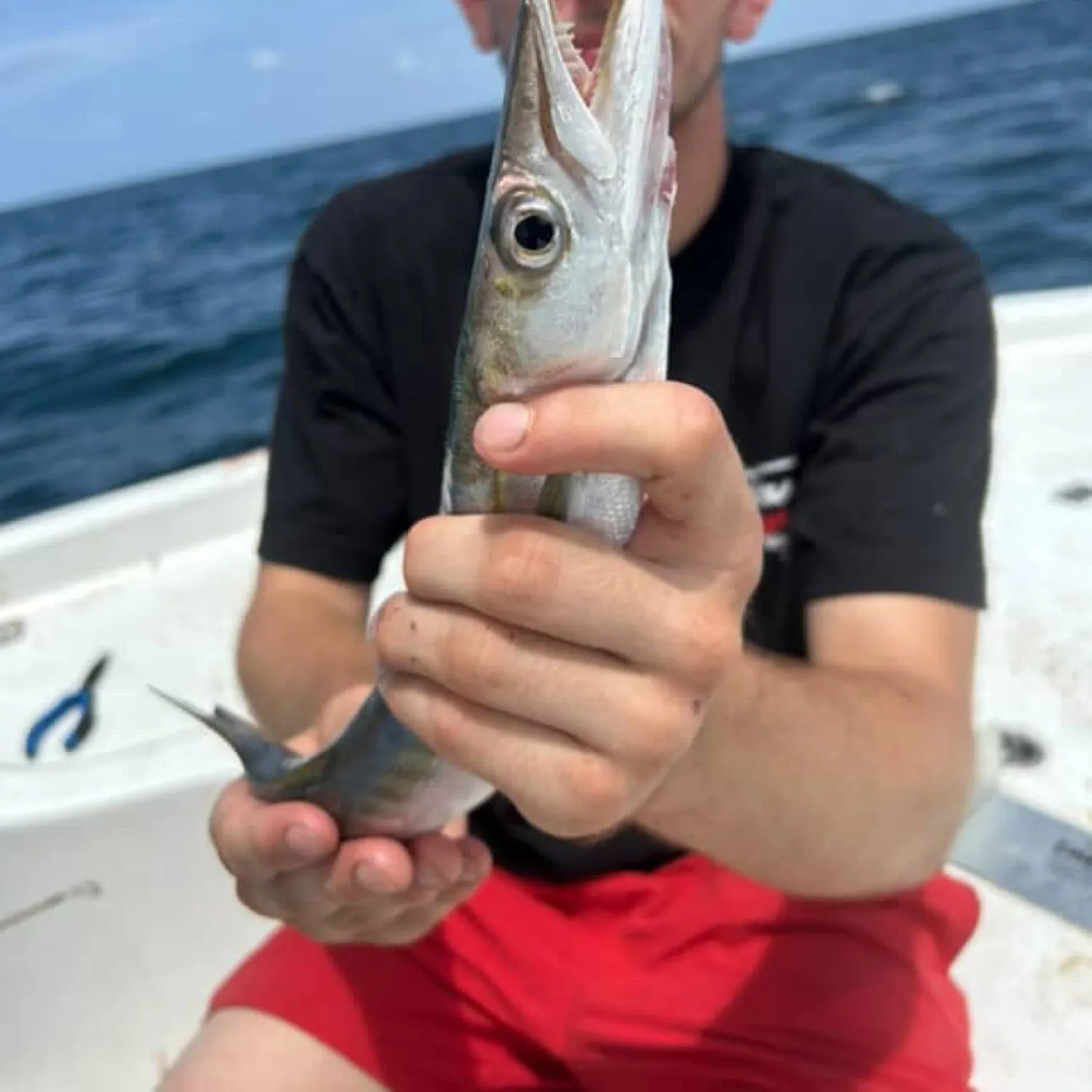 The most recent Lucas barracuda catches on Fishbrain