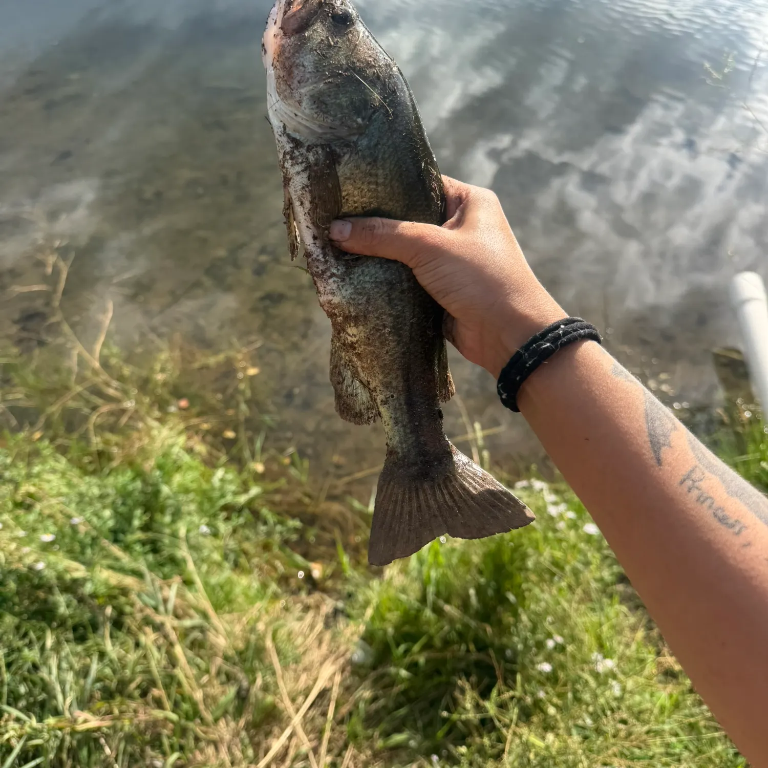 Fish caught on Fishbrain