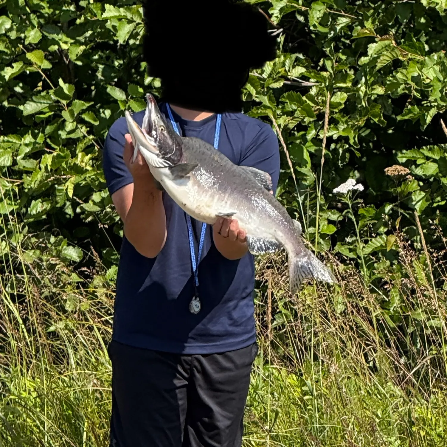 The most recent Pink salmon catches on Fishbrain