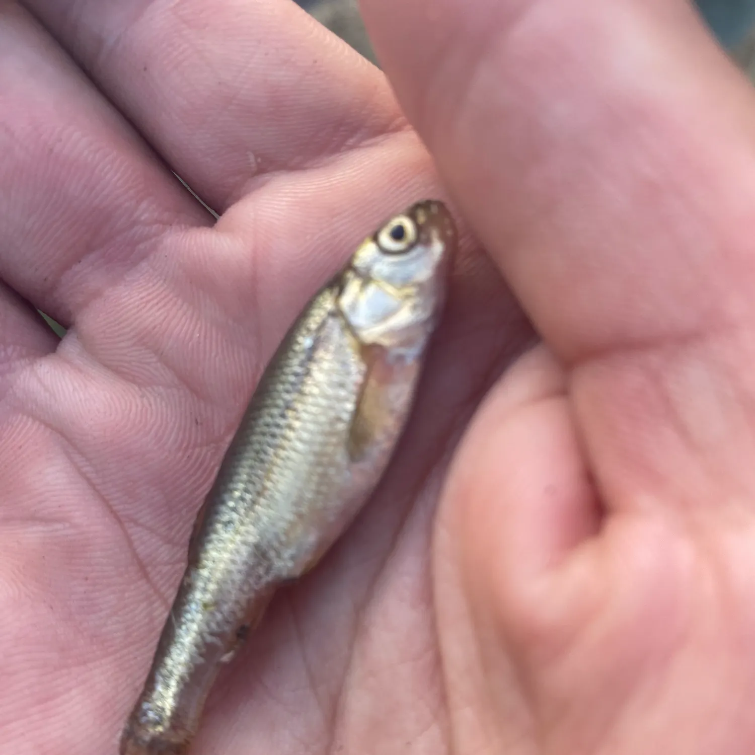 The most recent Brassy minnow catches on Fishbrain