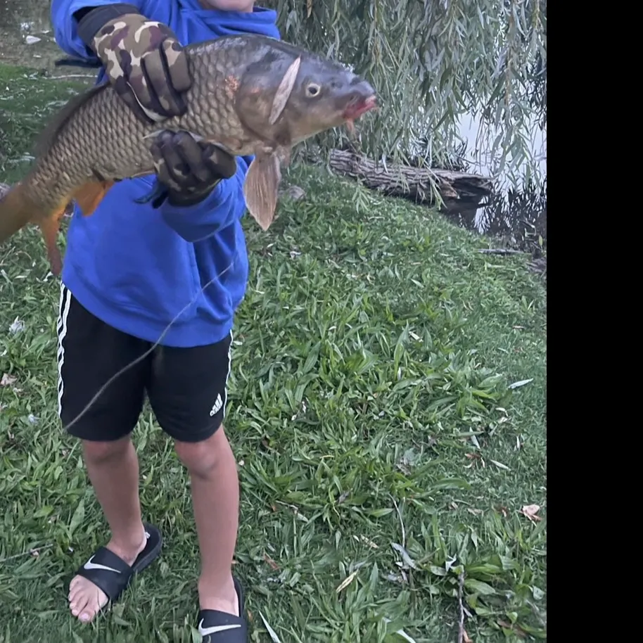 Common carp caught on Fishbrain