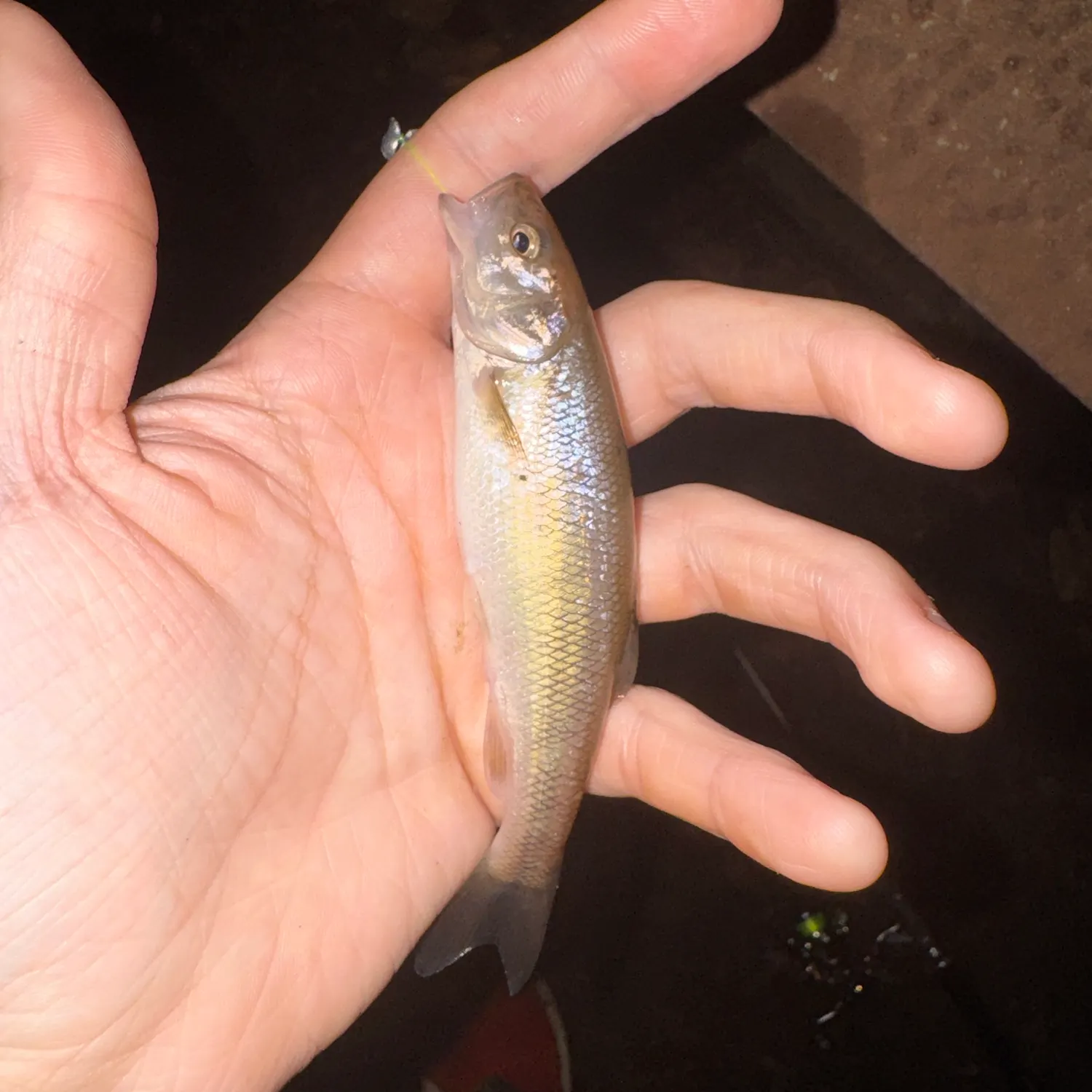Creek chub caught on Fishbrain