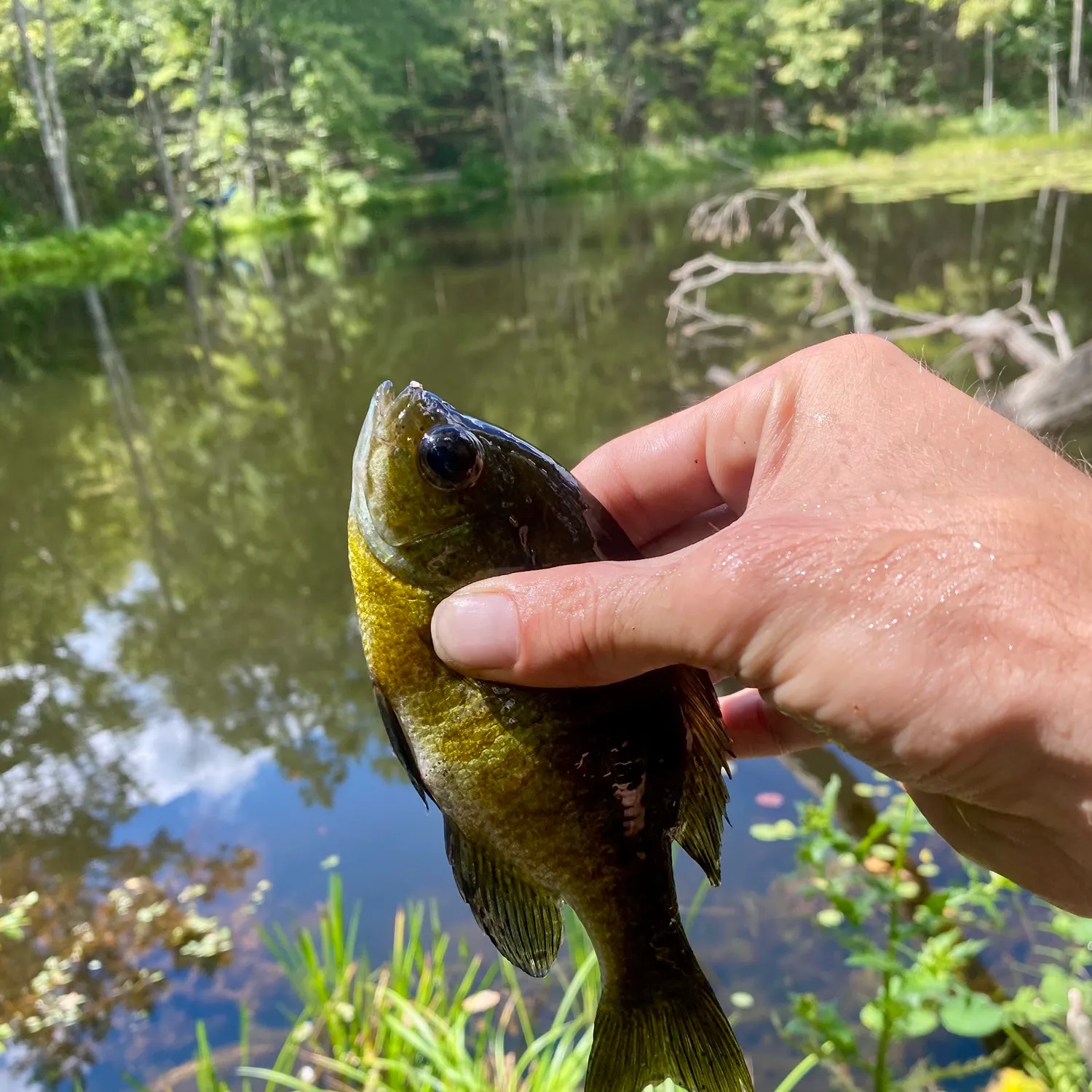 Bluegill caught on Fishbrain