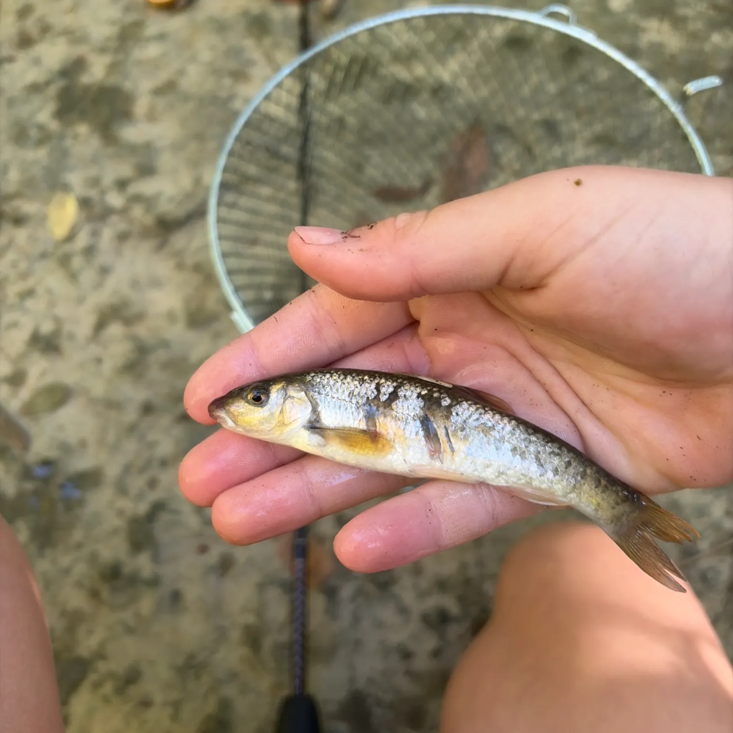 The most recent Central stoneroller catches on Fishbrain