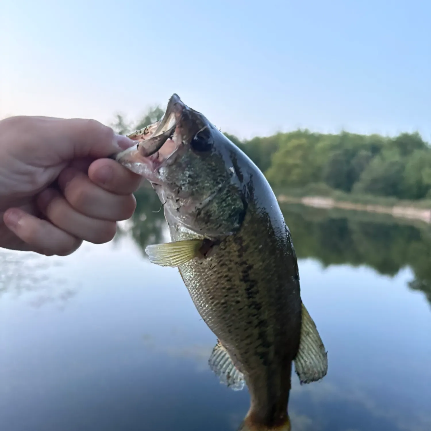 Largemouth bass caught on Fishbrain