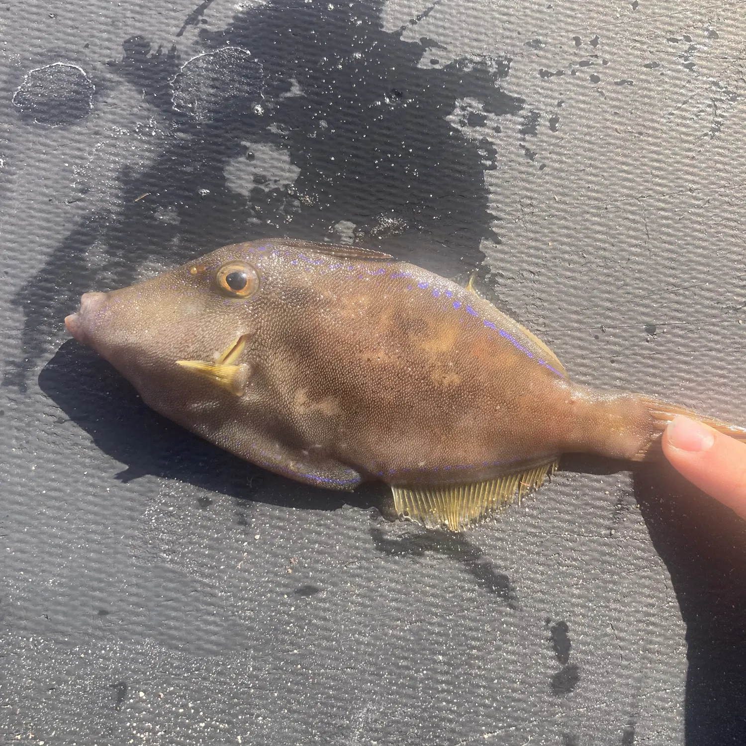 The most recent Black reef leatherjacket catches on Fishbrain