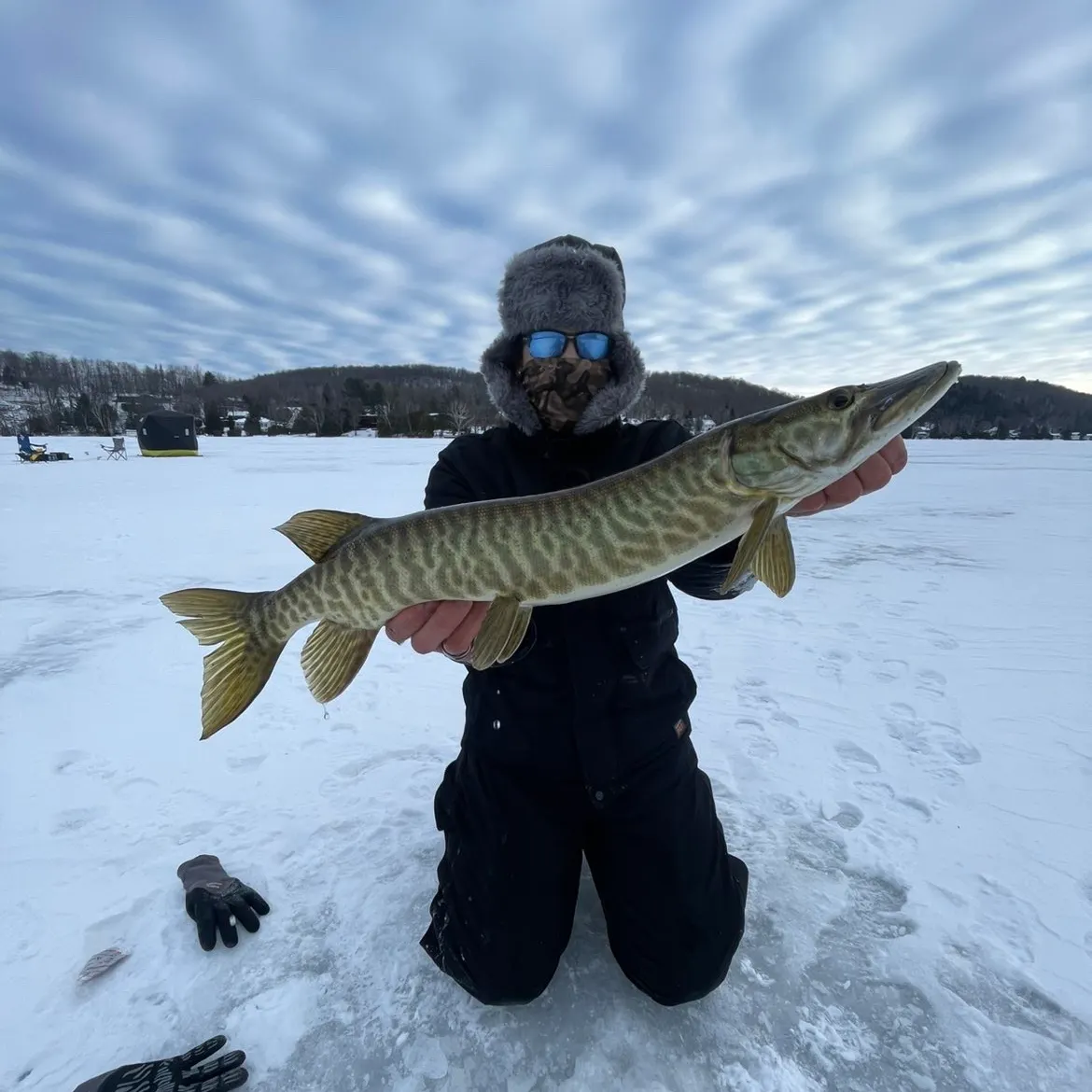 The most recent Muskellunge catches on Fishbrain