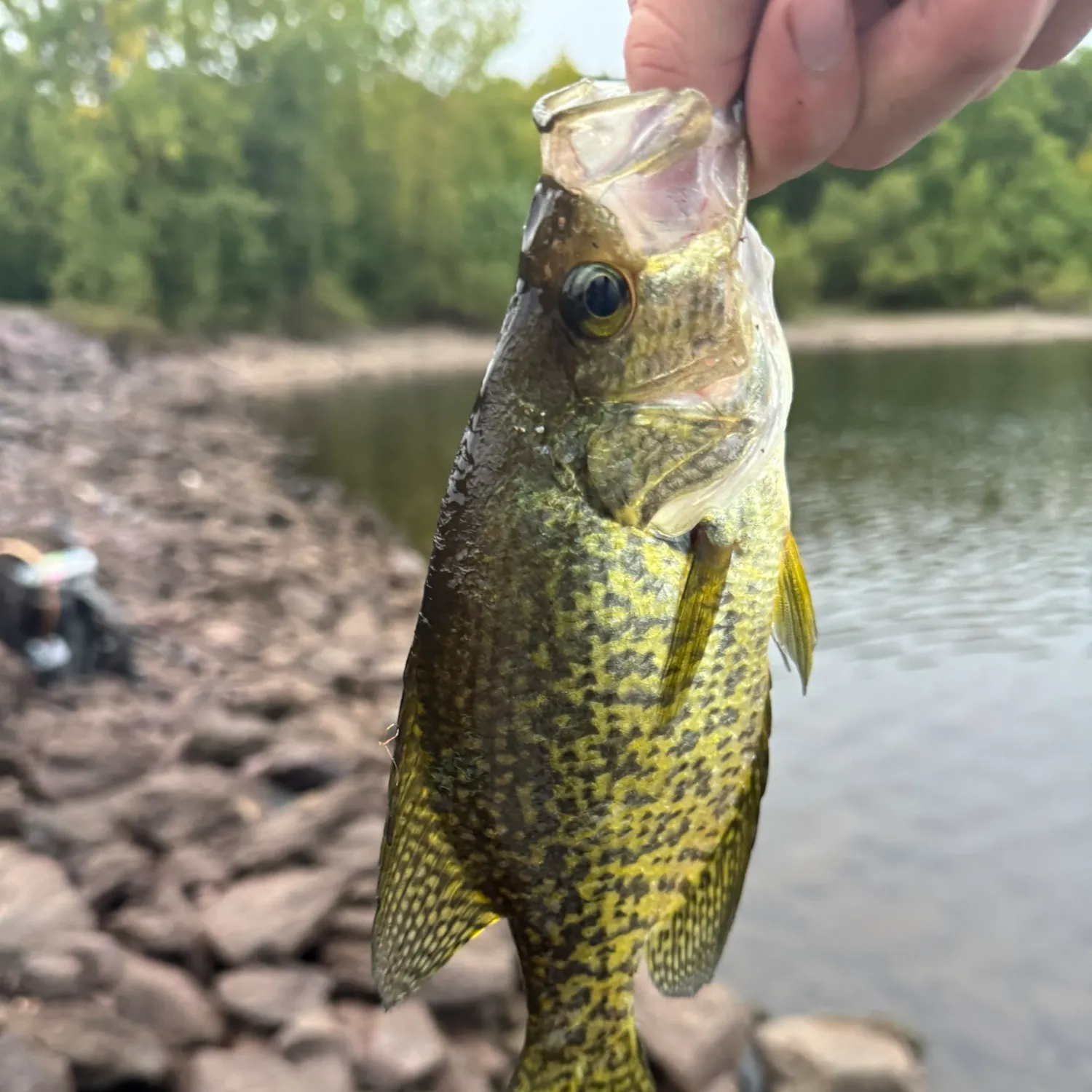 Black crappie caught on Fishbrain