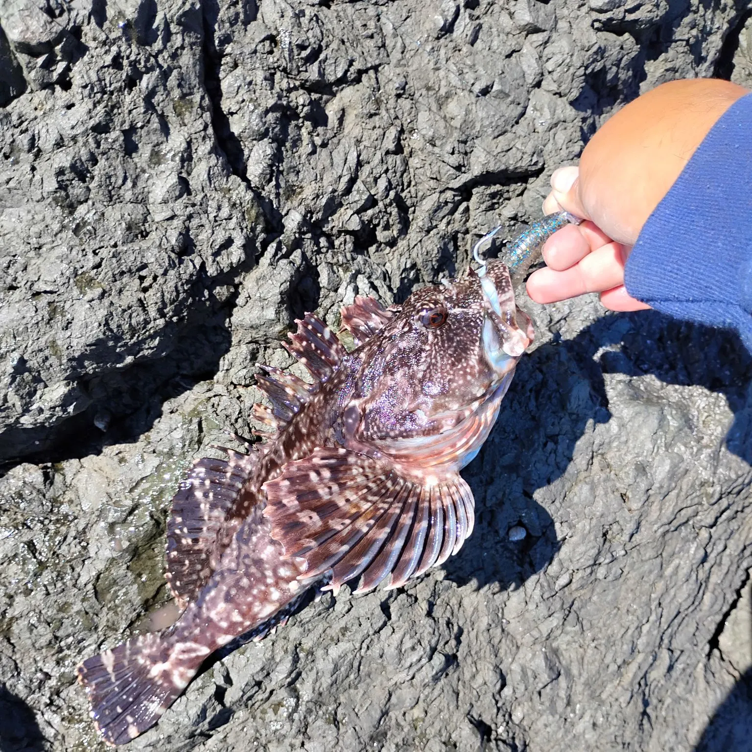 The most recent Cabezon catches on Fishbrain