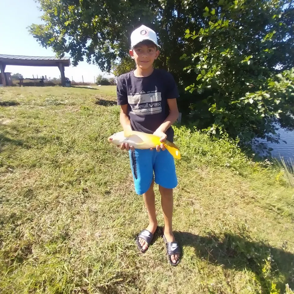 Mirror carp caught on Fishbrain
