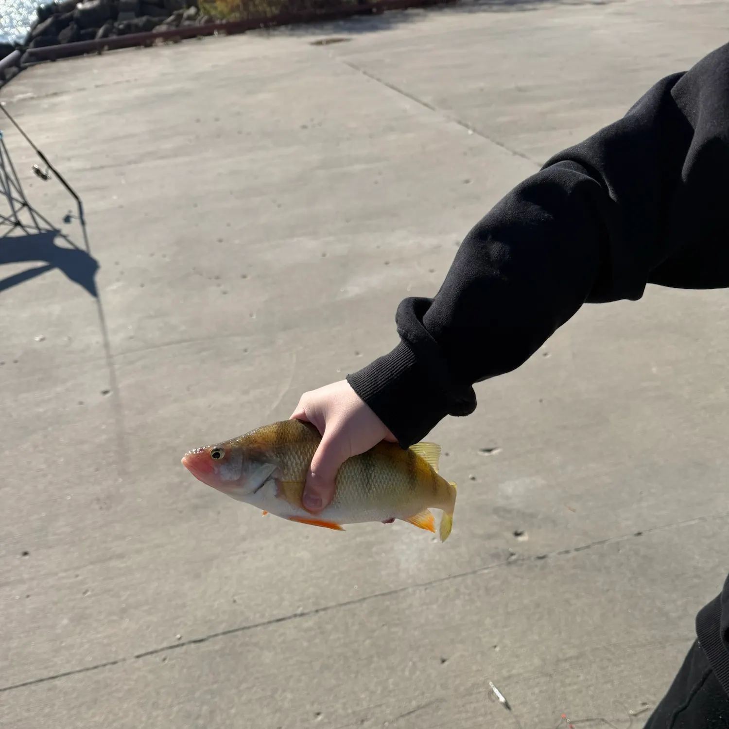 Yellow perch caught on Fishbrain