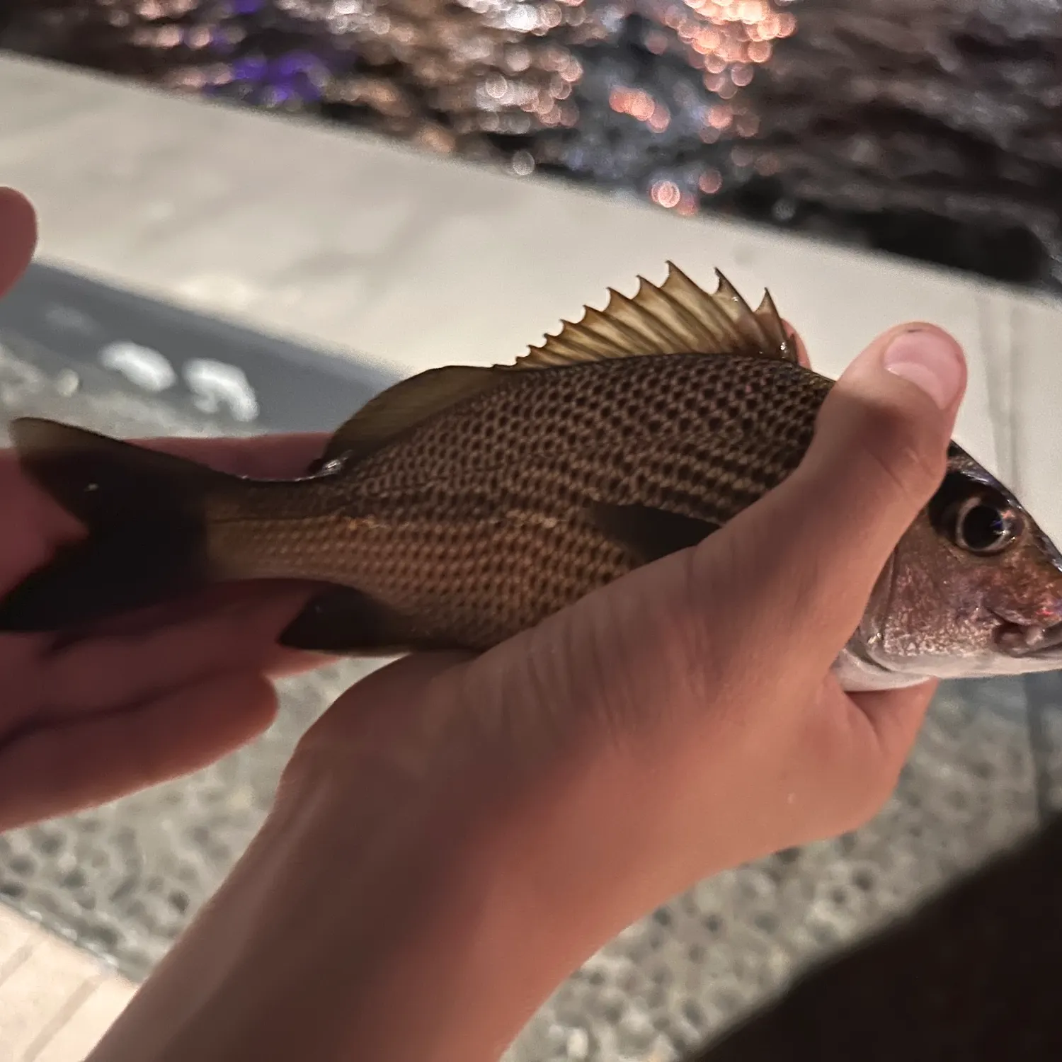 The most recent Tomtate grunt catches on Fishbrain