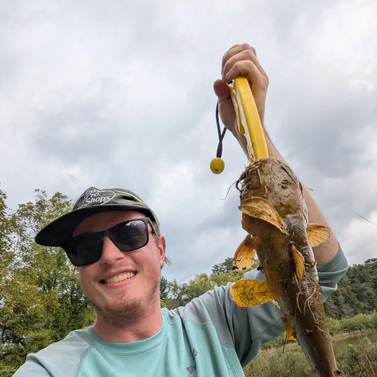 Flathead catfish caught on Fishbrain