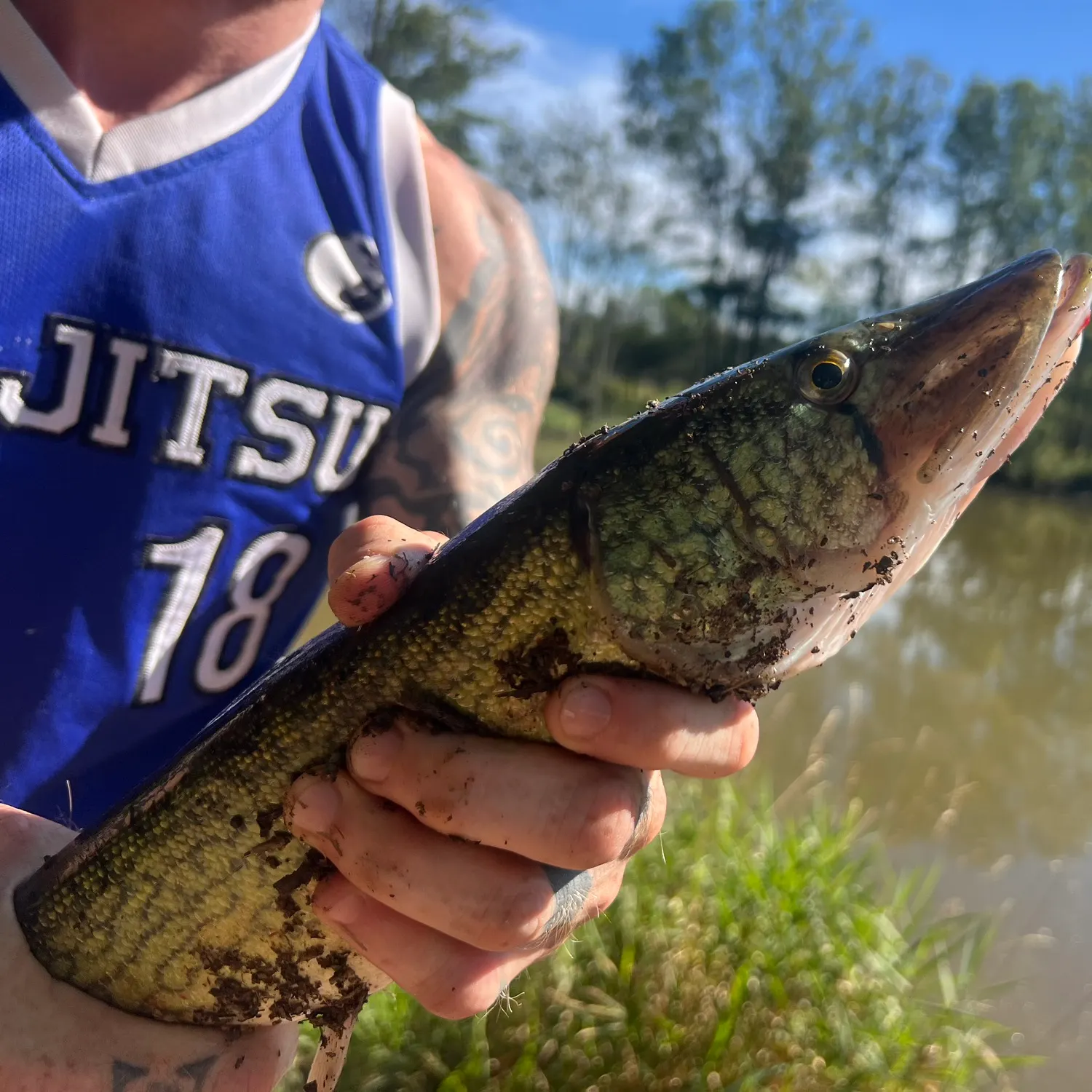 Chain pickerel caught on Fishbrain
