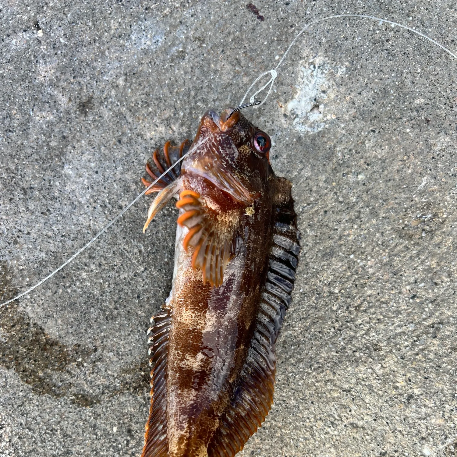 The most recent Tompot blenny catches on Fishbrain