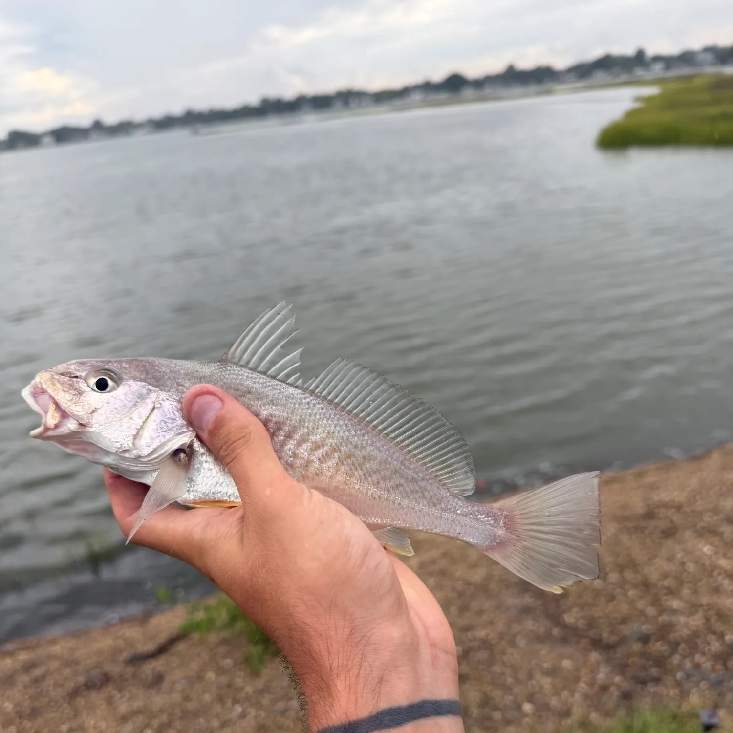 Atlantic croaker caught on Fishbrain