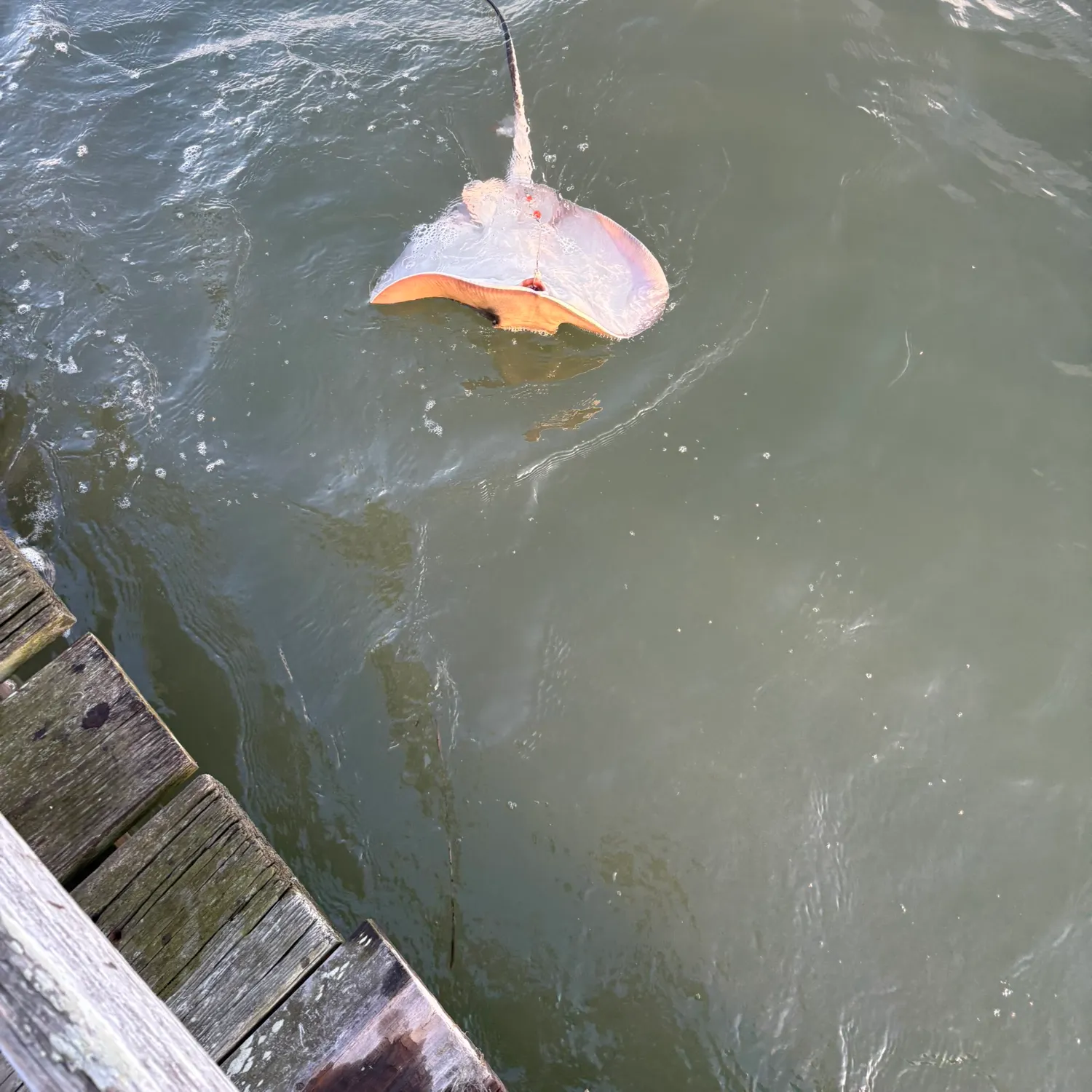 The most recent Southern stingray catches on Fishbrain