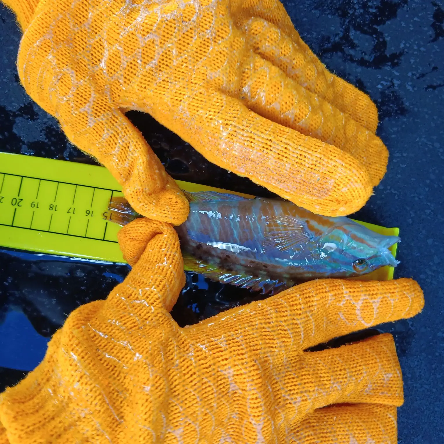 The most recent Gunther's wrasse catches on Fishbrain