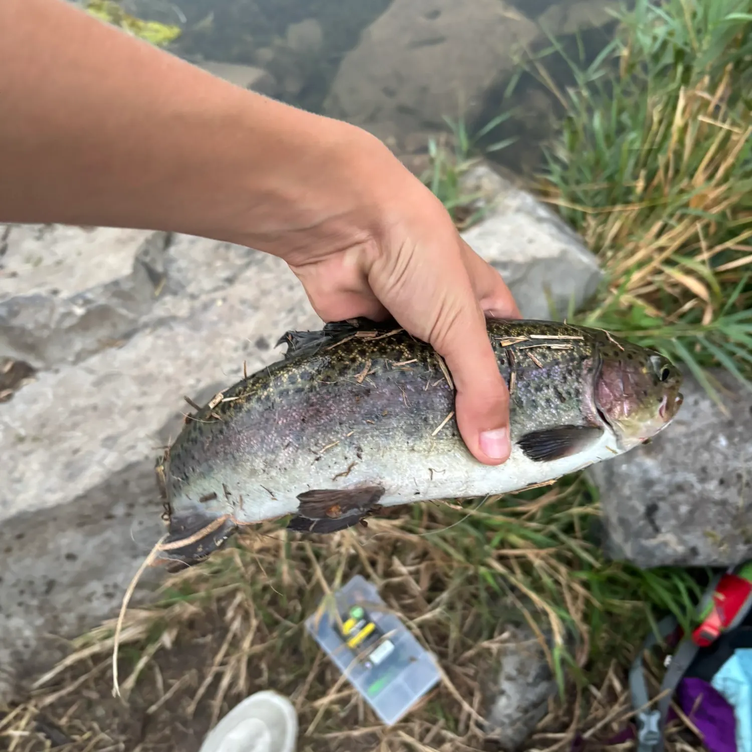 Rainbow trout caught on Fishbrain