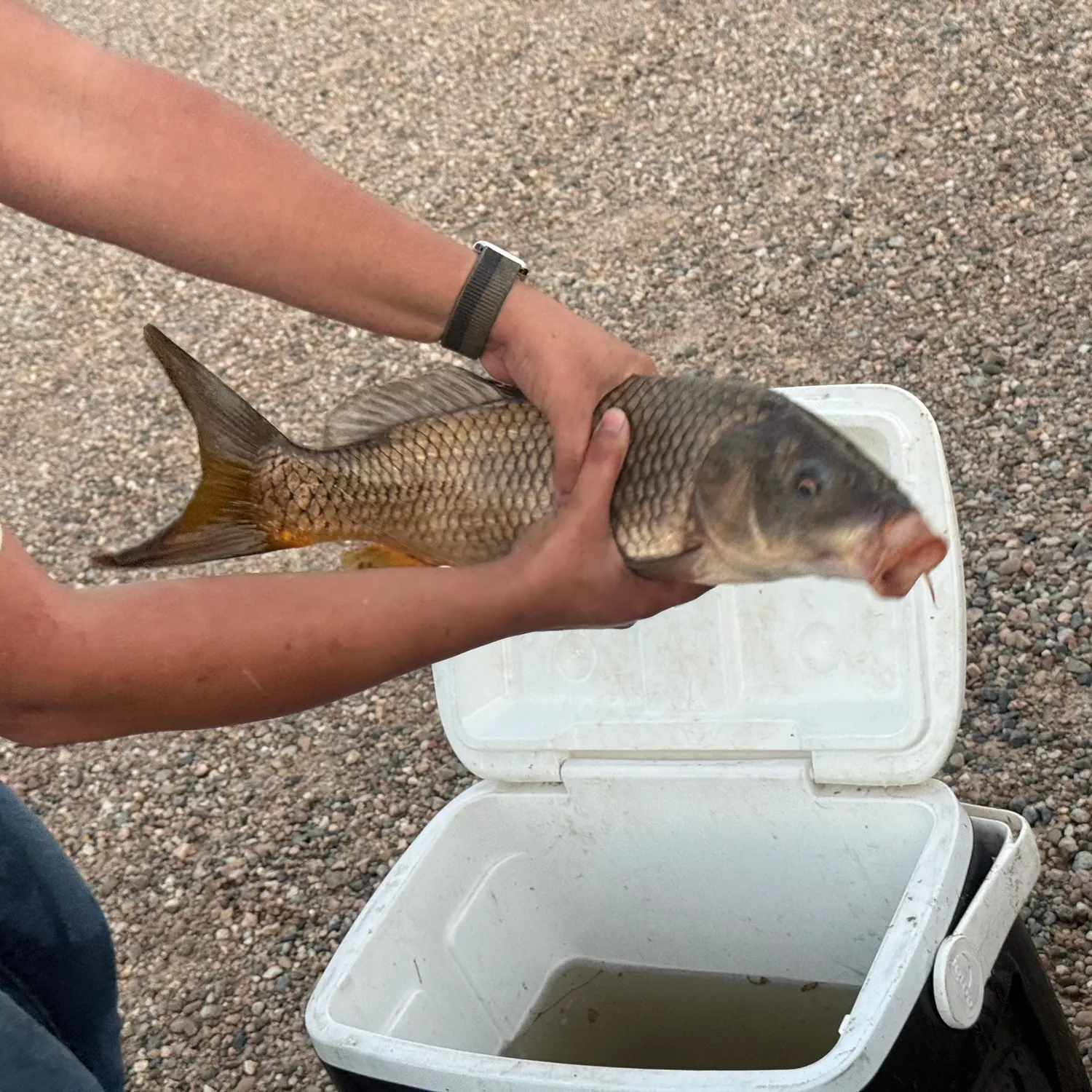 Common carp caught on Fishbrain