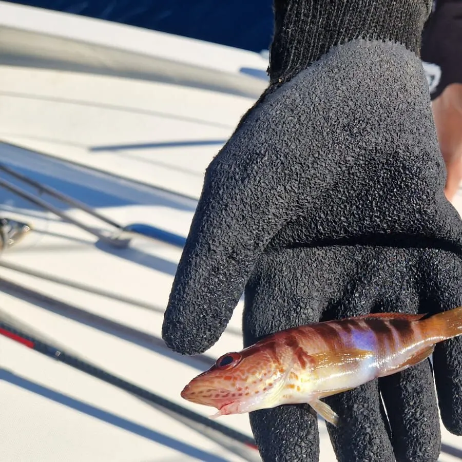 Painted comber caught on Fishbrain