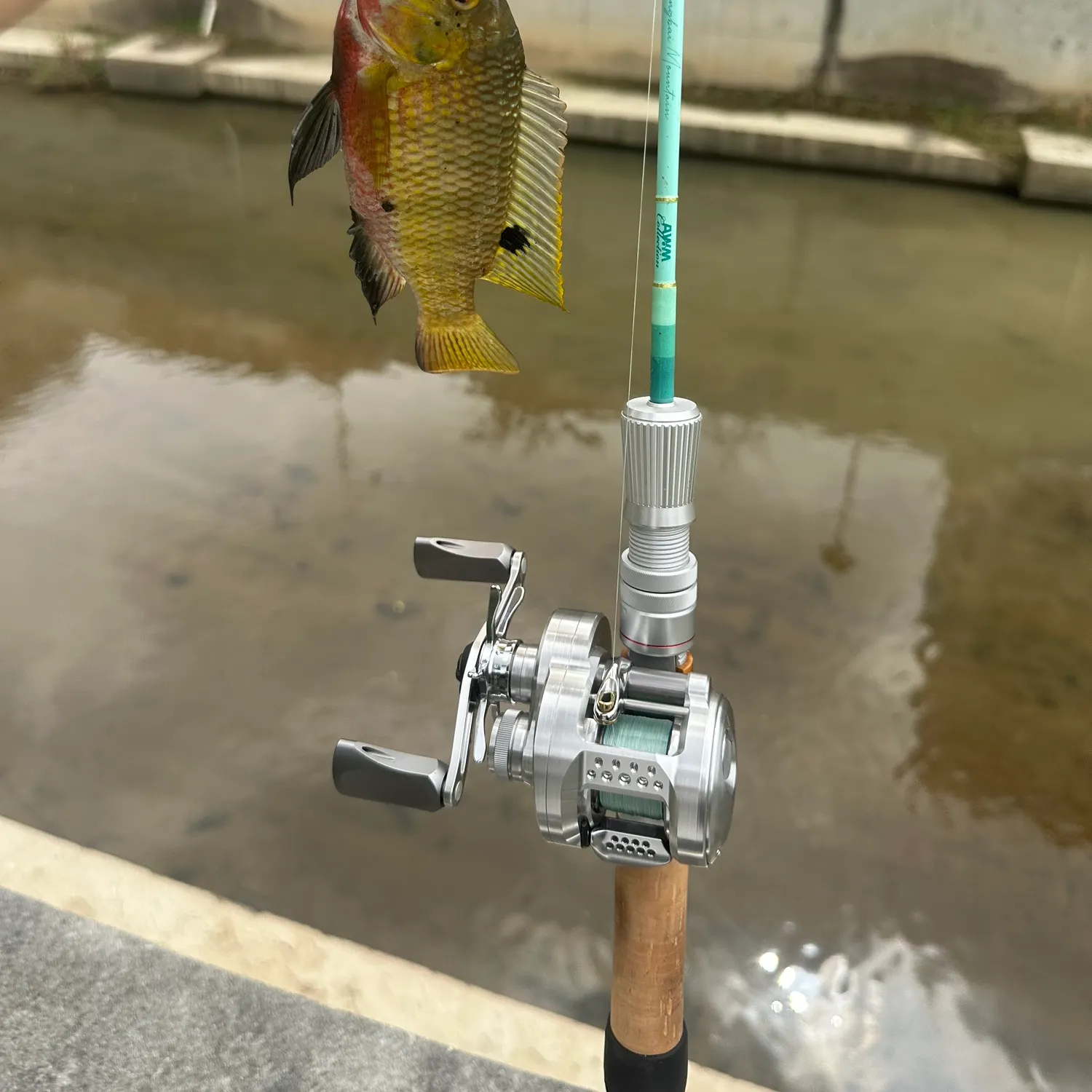 The most recent Green sunfish catches on Fishbrain