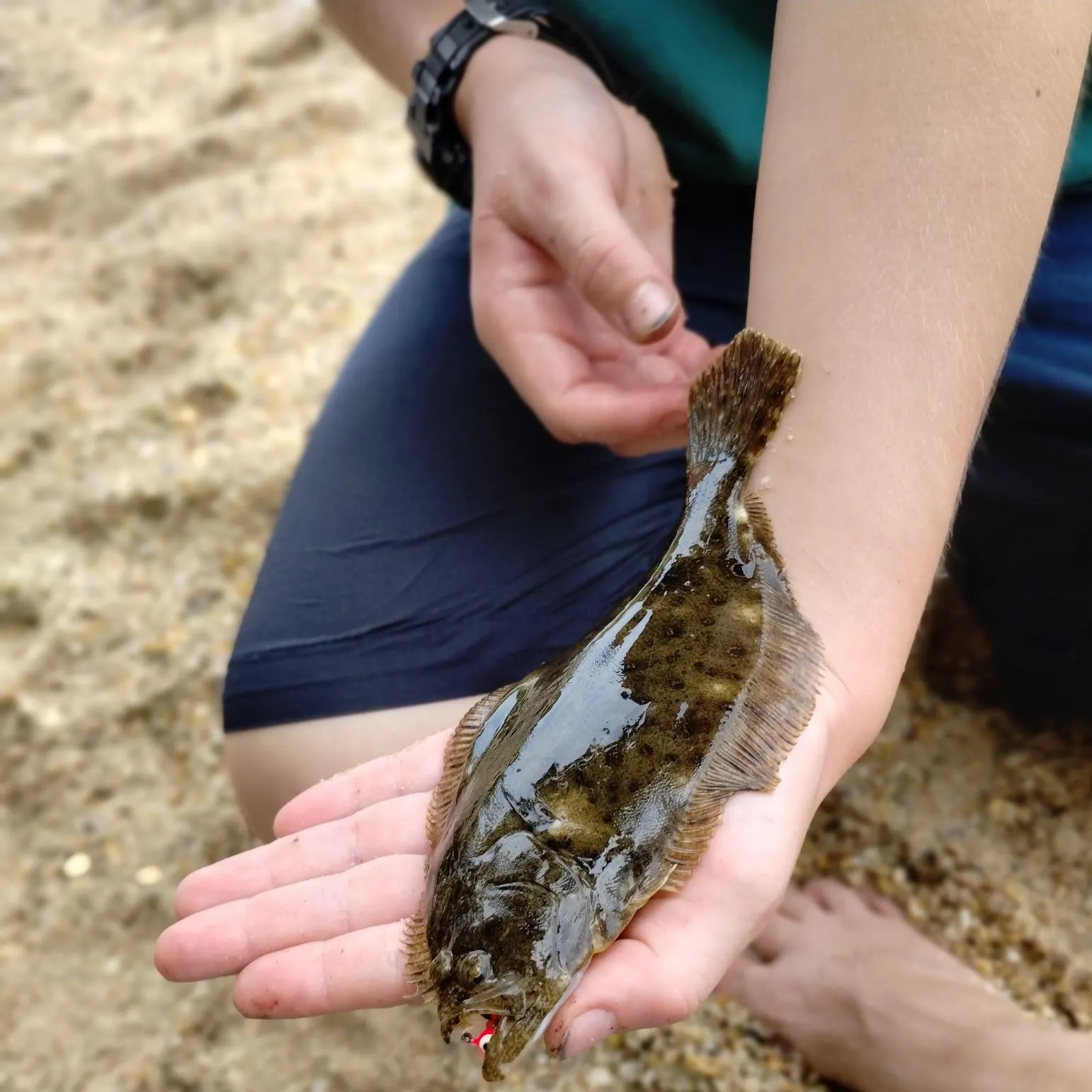 Summer flounder caught on Fishbrain