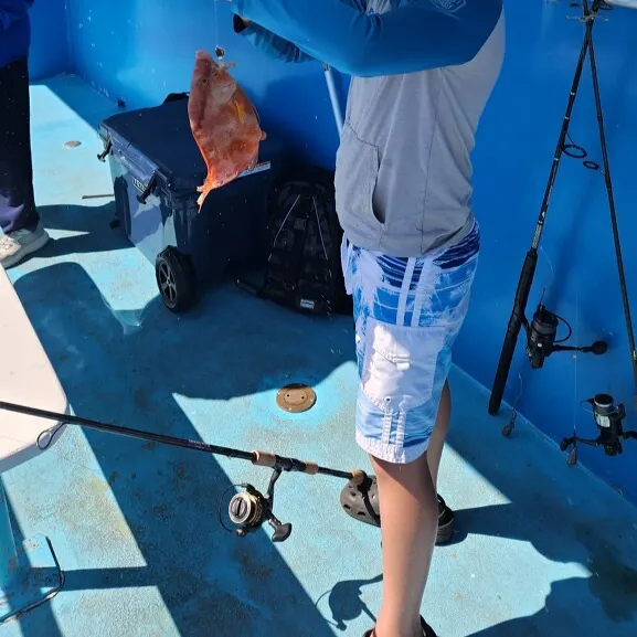 The most recent Hogfish catches on Fishbrain