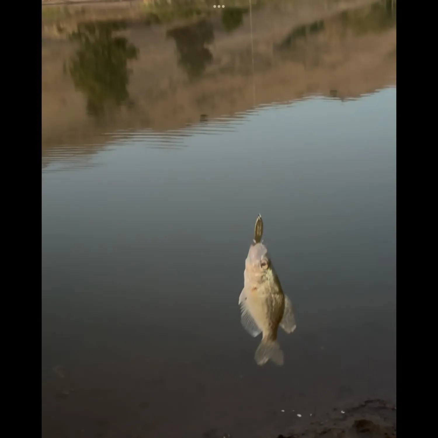 Black crappie caught on Fishbrain