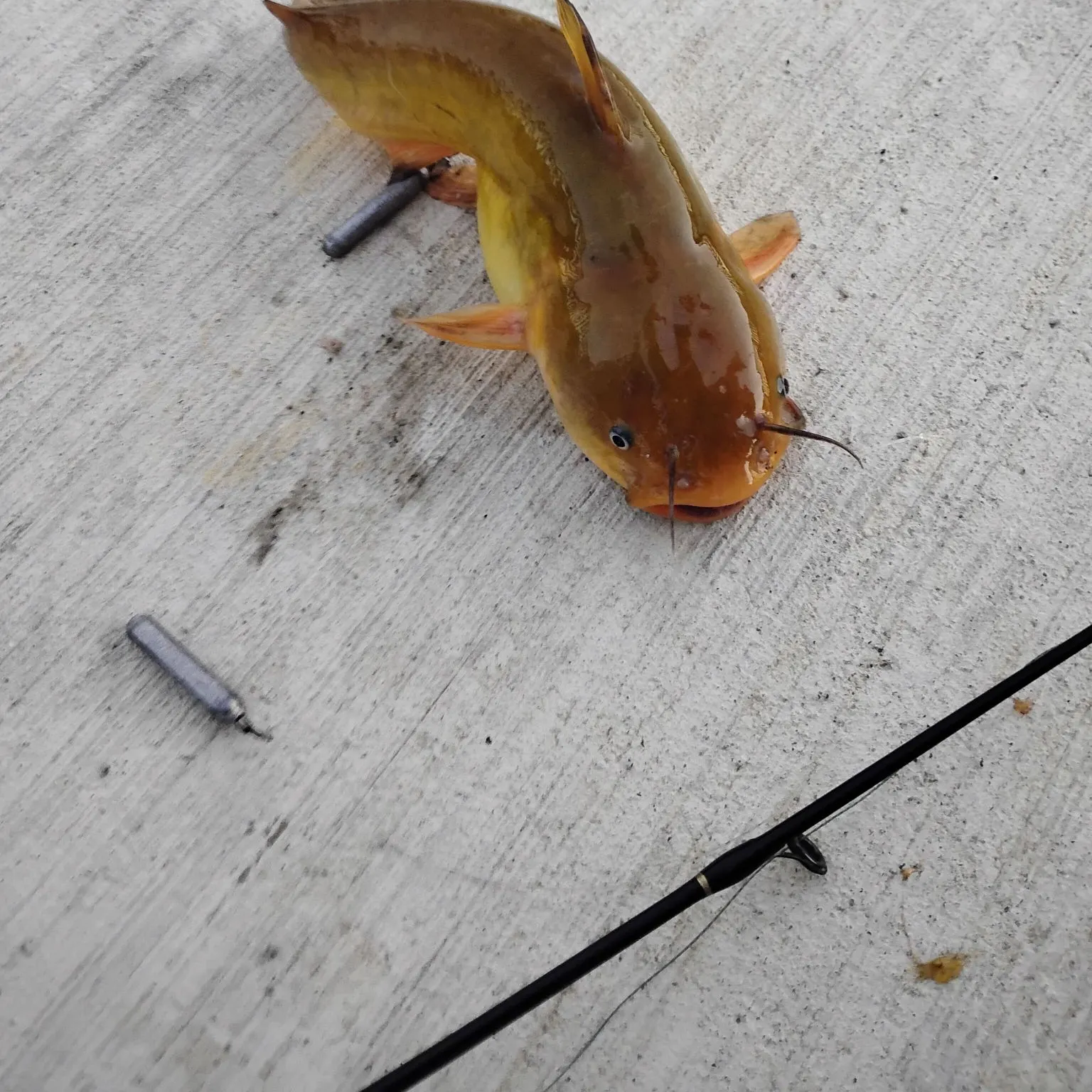 Yellow bullhead caught on Fishbrain