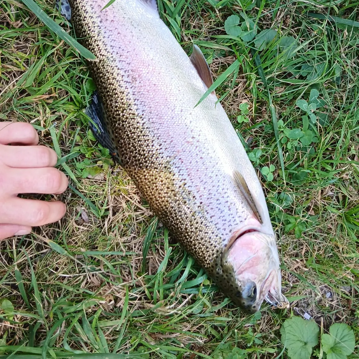 Rainbow trout caught on Fishbrain