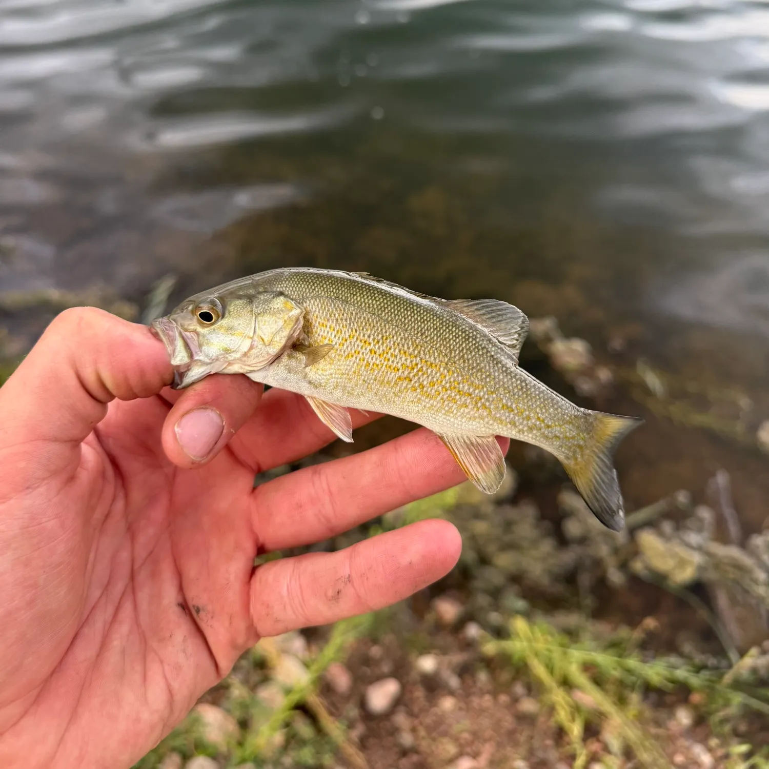 Smallmouth bass caught on Fishbrain