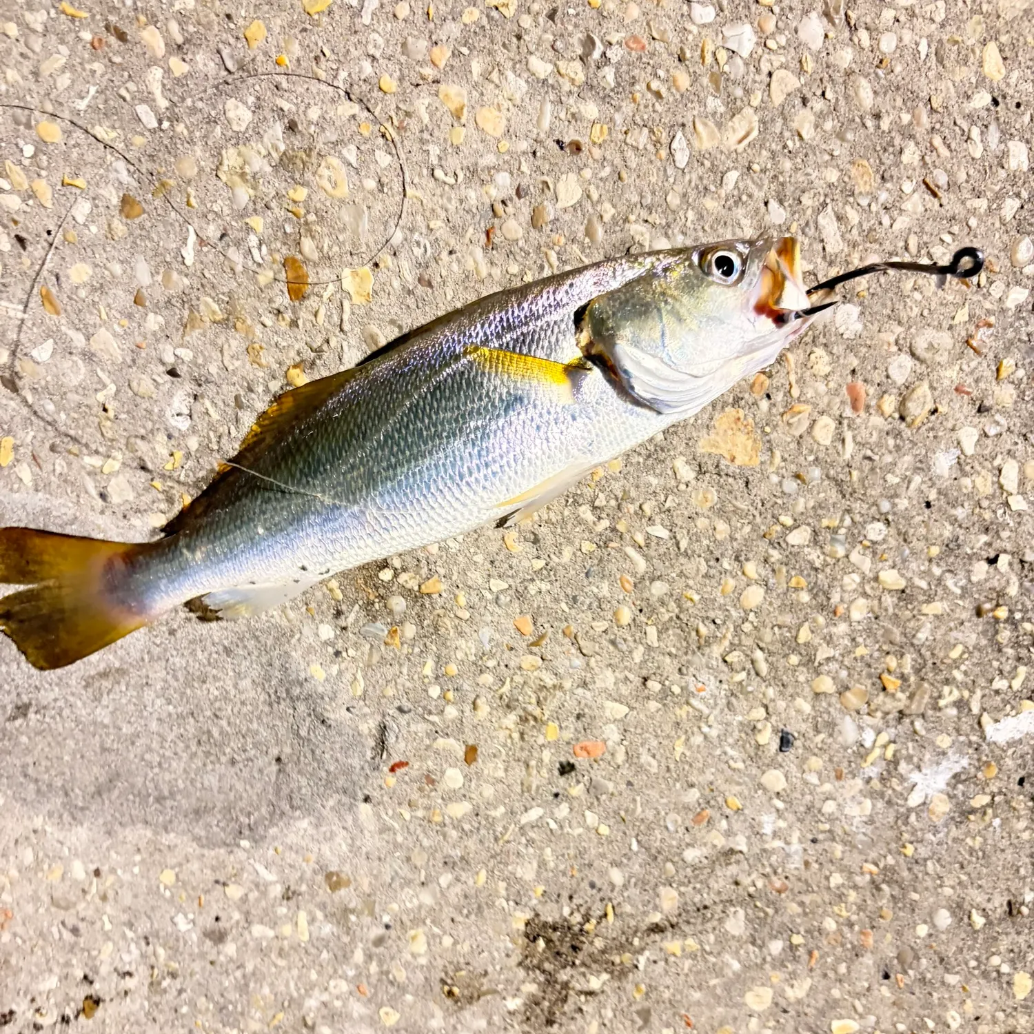 Sand seatrout caught on Fishbrain