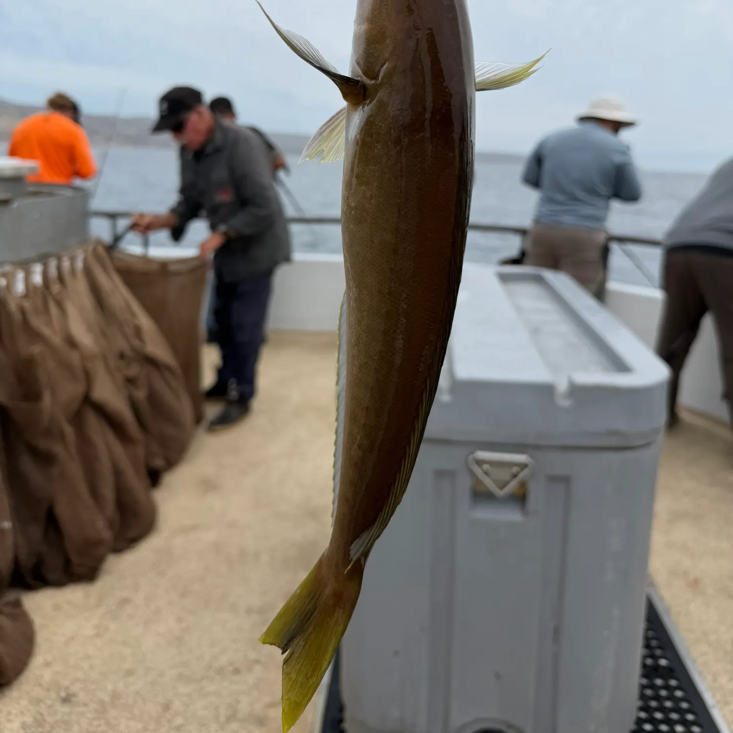 Ocean whitefish caught on Fishbrain
