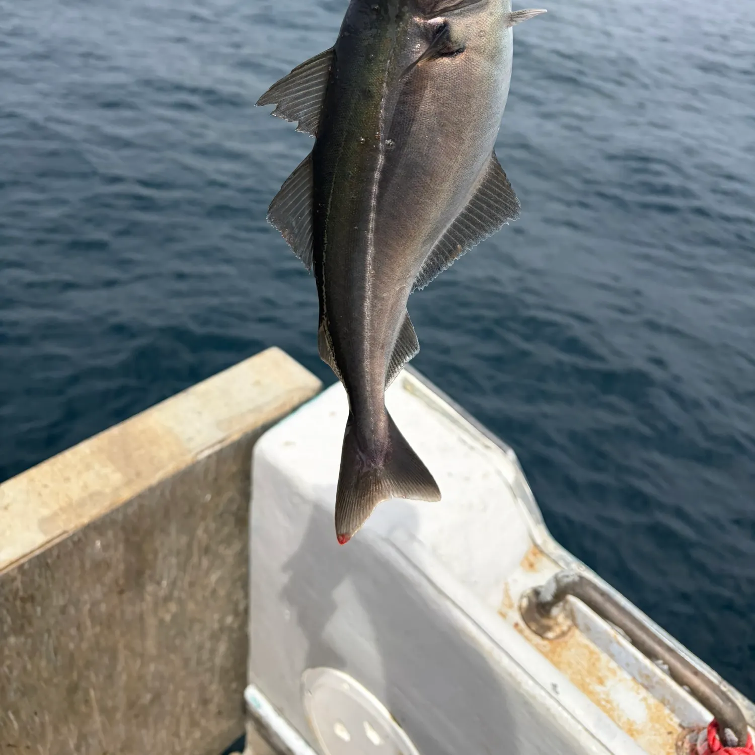 The most recent Atlantic pollock catches on Fishbrain