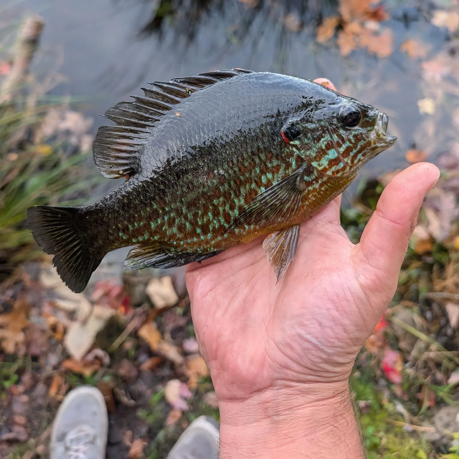 Pumpkinseed caught on Fishbrain