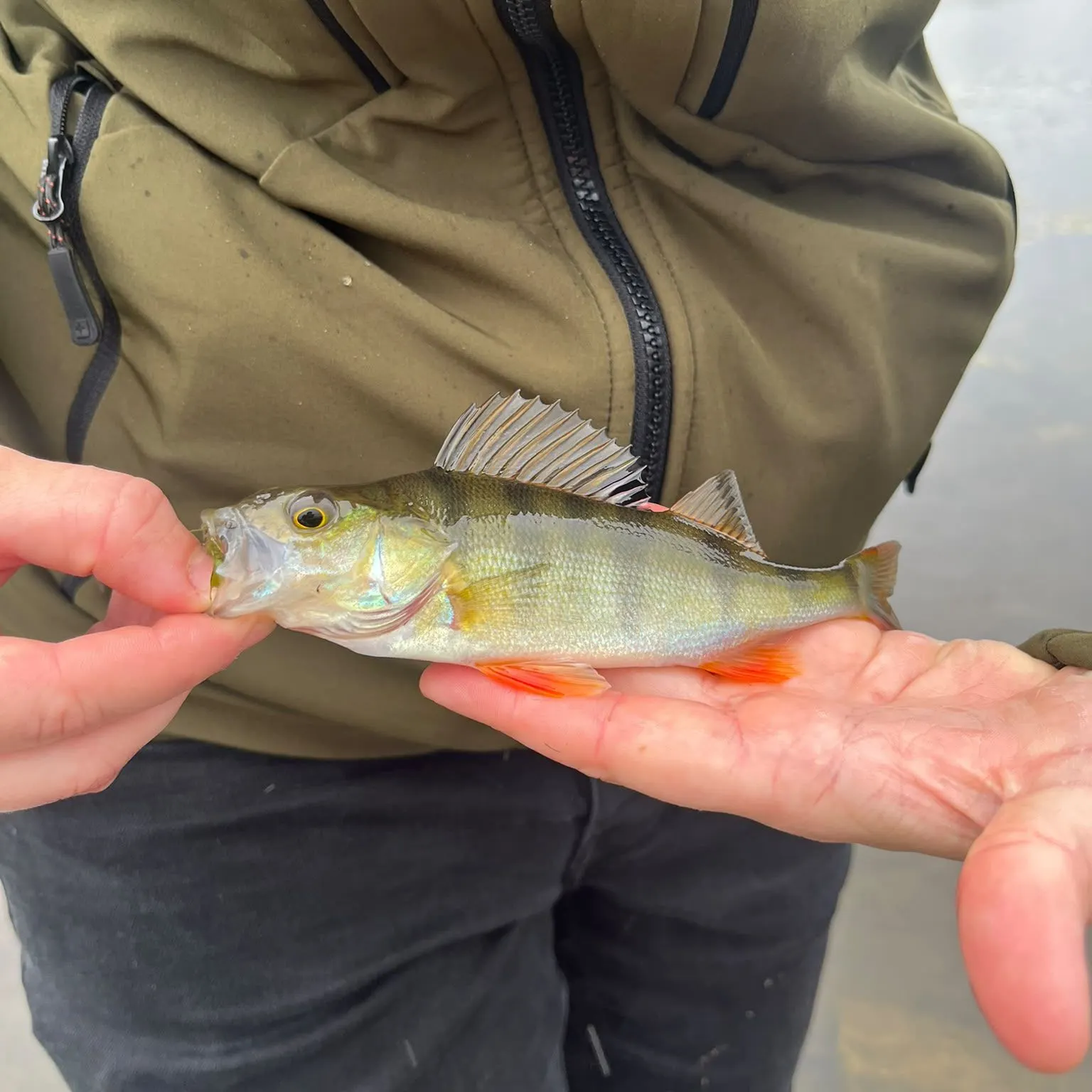 European perch caught on Fishbrain