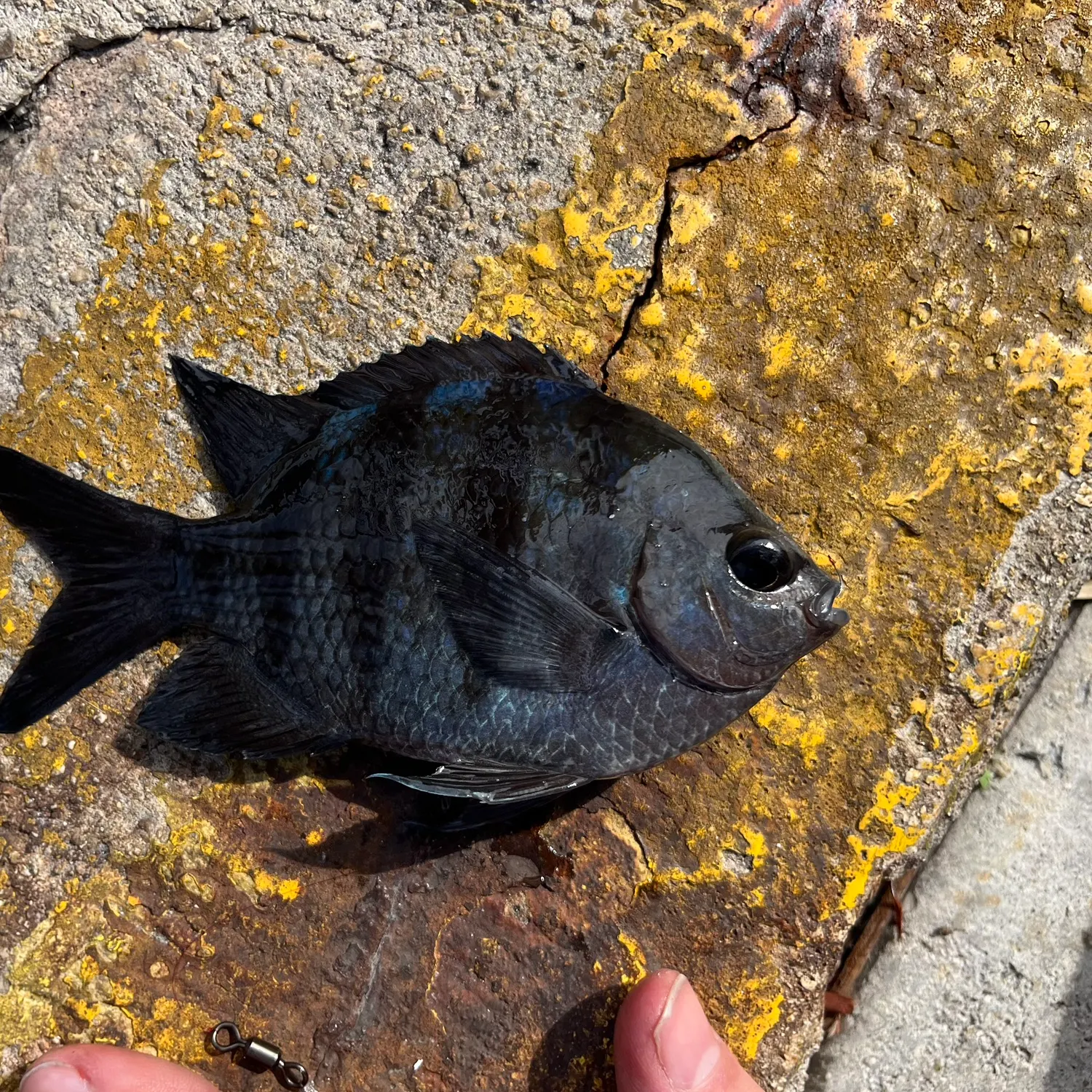 The most recent Sergeant-major catches on Fishbrain