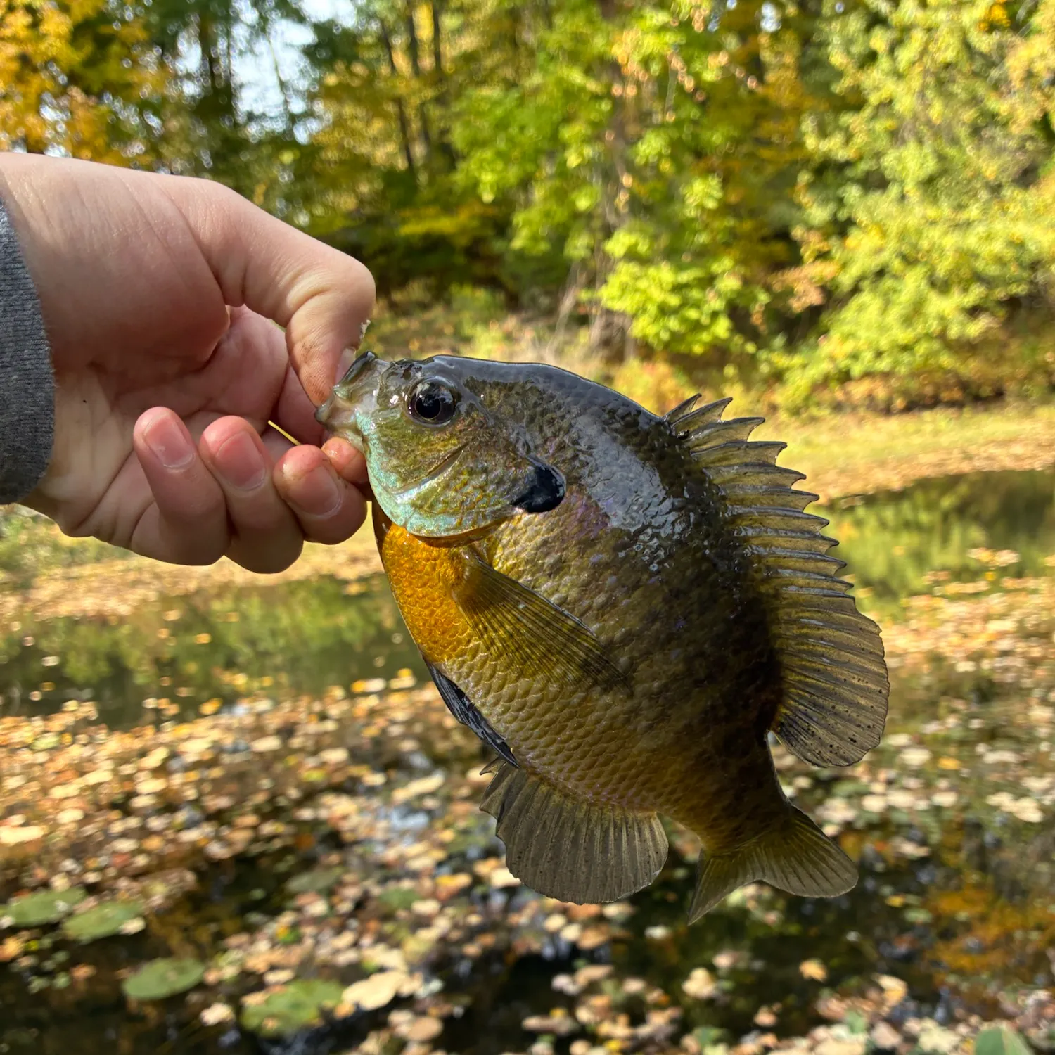 Bluegill caught on Fishbrain
