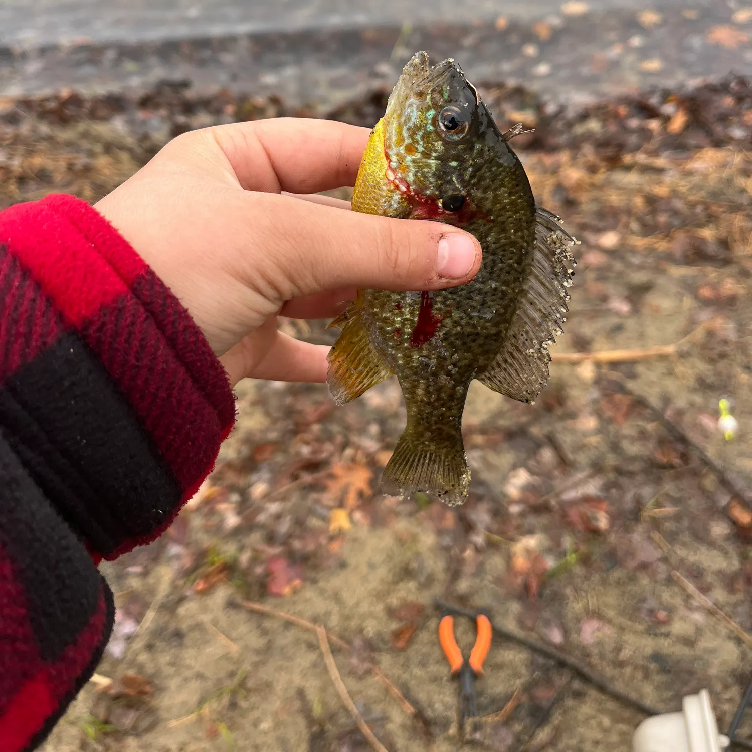 Pumpkinseed caught on Fishbrain