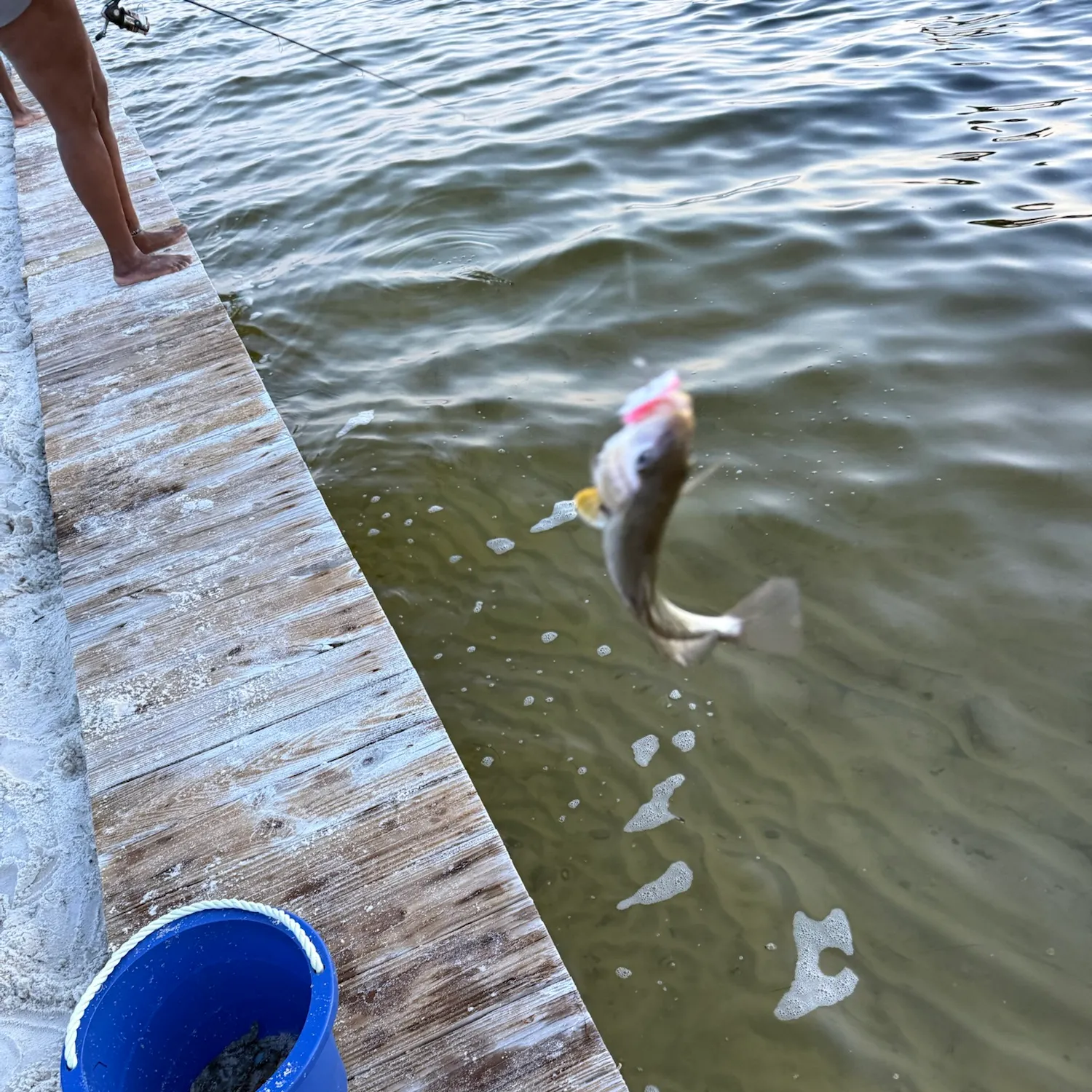 Whiting caught on Fishbrain